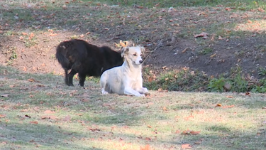 Empiezan a multar por perros sueltos tras ataques en Rocha.