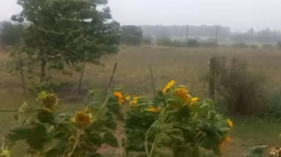 Voladuras de techos y árboles caídos en Paysandú