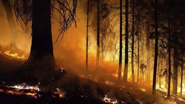 Incendio forestal