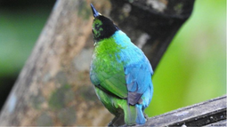 Mitad macho, mitad hembra: extraño pájaro avistado en Colombia