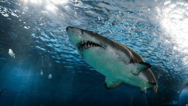 Aumentan los ataques de tiburones y muertes de personas, según estudio