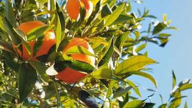 INIA y la CTM de Salto Grande destinarán 50.000 dólares a campaña contra enfermedad que afecta a los cítricos