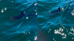 Tiburón martillo en La Paloma.