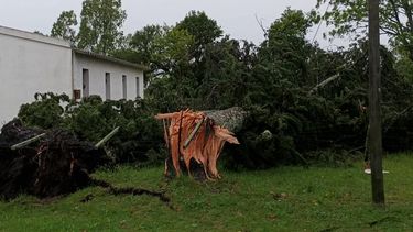 Vientos durante el temporal del domingo alcanzaron los 150 km/h en Young