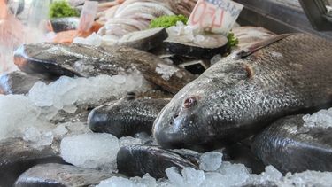 Confirman que habrá pescado para consumo en Viernes Santo