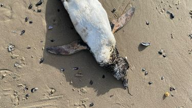 Pingüinos muertos en la costa