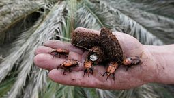 El picudo rojo en Uruguay: una plaga fuera de control que amenaza las palmeras del país