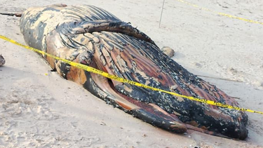 Ballena muerta en la costa de San José.