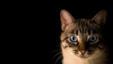 Detectan hongo de origen brasileño que se transmite de gatos a humanos y puede generar infecciones en la piel