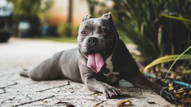 Alicia, la mujer que recibe a los perros considerados más peligrosos