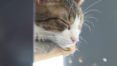 Cafelino: un centro de adopción de gatos en pleno Centro.