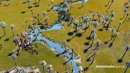 Rocha: eliminarán palmeras de espacios públicos para frenar la expansión del picudo rojo