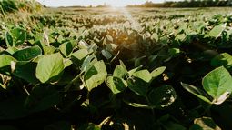La suba en la producción de soja se espera también por un aumento del 15% del área sembrada.