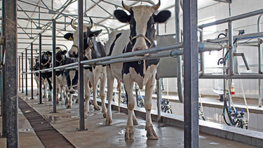 ¿Se viene un conflicto en la industria láctea? Trabajadores reclaman por despidos y denuncian persecución