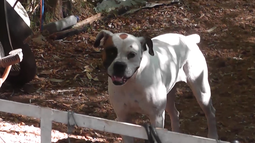 Leishmaniasis: se distribuirán collares para controlar la enfermedad en Salto y Bella Unión