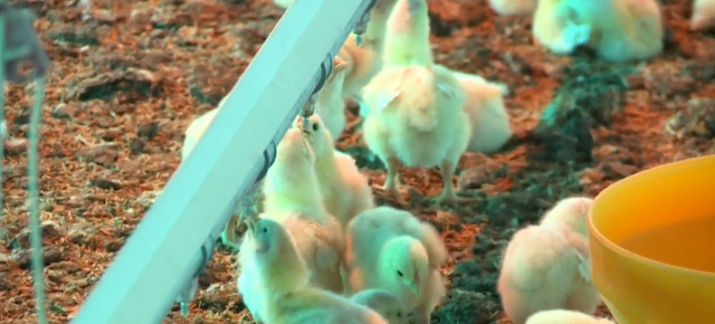 Trabajadora murió tras quedar atrapada en una máquina en una planta avícola en Montevideo