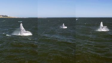 el increible espectaculo que dio una ballena jorobada en punta del este, muy cerca de un surfista