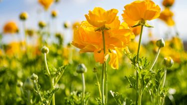 ¿Cuándo es el Día de las Flores Amarillas?