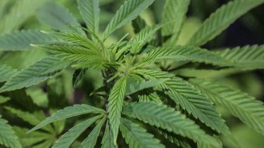 Incautaron 124 plantas de marihuana en Rivera