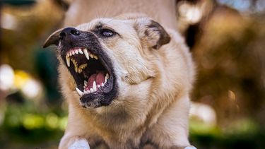 Aumentaron 29% las mordeduras de perros a personas en 2025, según el MSP