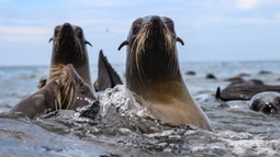 Expertos de Pristine Seas National Geographic Society hicieron una expedición por la Isla de Lobos.