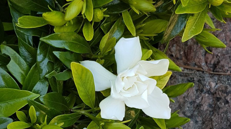 Jazmín del Cabo, la flor de la Navidad