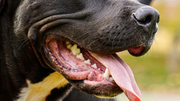 Rivera: dos personas lesionadas tras ataque de perro pitbull