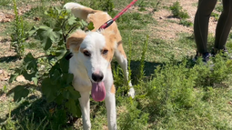 Albergue de animales comenzó a prestar servicio en Florida.