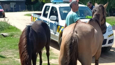 la policia recupero dos caballos que habian sido robados