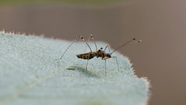 El MSP confirmó 10 nuevos casos de dengue