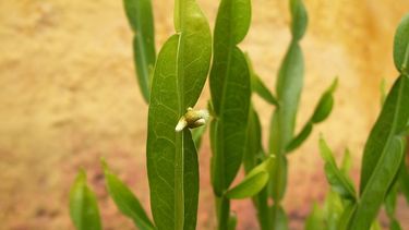 Para qué sirve la carqueja, la planta típica de Sudamérica con variadas propiedades naturales
