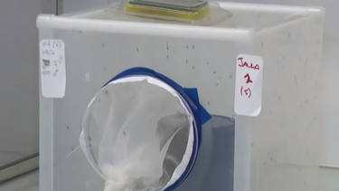 Laboratorio de vectores del Instituto Nacional de Higiene trabaja en la esterilización a mosquitos aedes aegypti.