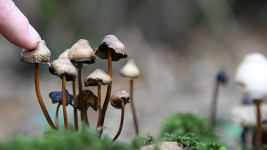 Recolección de hongos: el MSP reforzó las recomendaciones para prevenir el consumo de especies tóxicas Recolección de hongos: el MSP reforzó las recomendaciones para prevenir el consumo de especies tóxicas