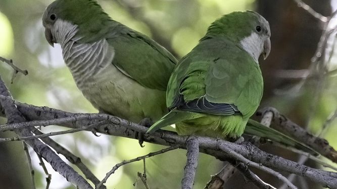 La Justicia desestimó acción de amparo contra la implementación de programa contra las cotorras