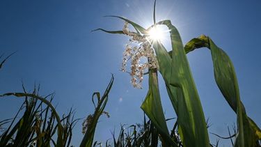 oms afirma que la ola de calor causo 1.700 muertes innecesarias en espana y portugal