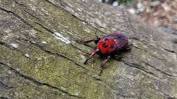 Comité de Especies Exóticas Invasoras asumió acciones conjuntas para enfrentar al picudo rojo