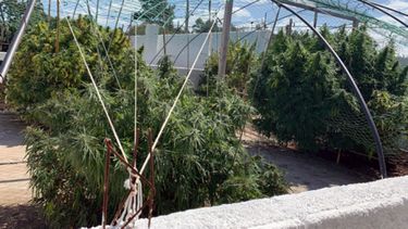 Descubren importante plantación ilegal de marihuana en Río Branco
