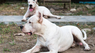 INBA rescató a unos 300 perros que vivían en un vertedero de basura en Cerro Largo