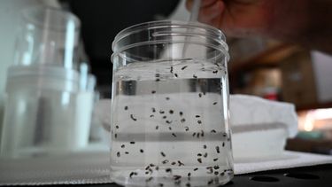 Dependemos de nosotros mismos para prevenir el dengue, destacó el virólogo Juan Cristina