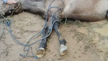 enjambre de abejas mato a un caballo en la paloma y vecinos denunciaron que no es un hecho aislado