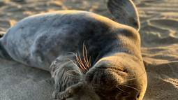 Recomendaciones por influenza aviar de la Intendencia de Montevideo.
