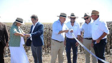 Yamandú Orsi participó de la inauguración de la cosecha de girasol en Río Negro