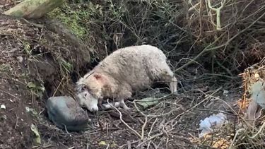 Ataque de perros dejó al menos ocho ovejas muertas en Arachania
