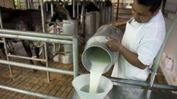 Conflicto industria láctea: desde este viernes sólo trabajan a reglamento