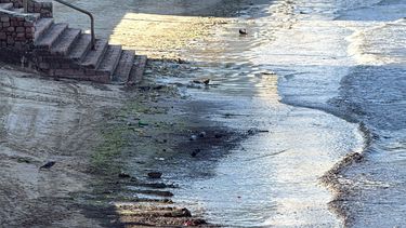 Preocupación entre bañistas y paseantes por suciedad en playa Pocitos: Una mala imagen para Montevideo