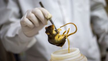 Una pasajera del Hondius da presuntamente positiva al hantavirus en Canadá Una pasajera del Hondius da presuntamente positiva al hantavirus en Canadá