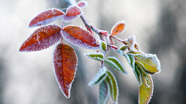 Miércoles según Inumet.