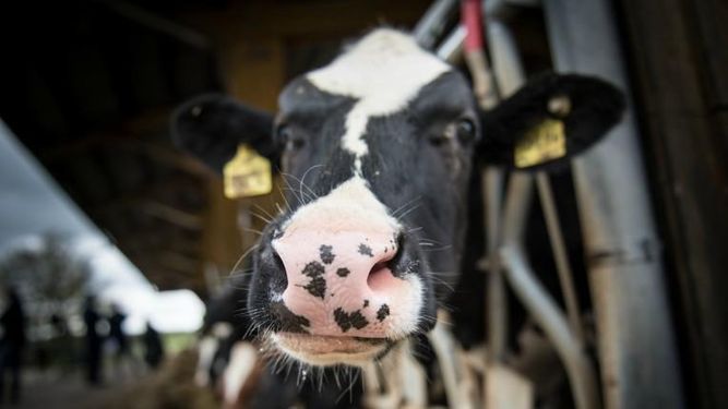 Desde el 1º de julio se debe presentar la declaración jurada de Dicose.