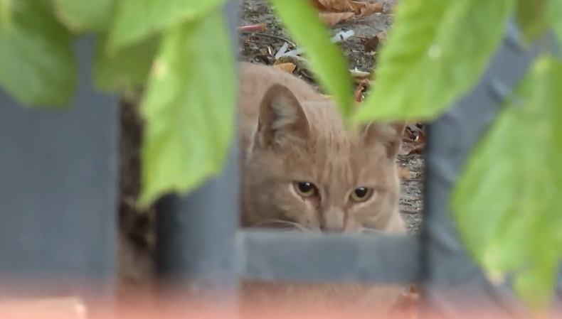 Vecinos de Jacinto Vera denuncian abandono de al menos 30 gatos en un local sin actividad