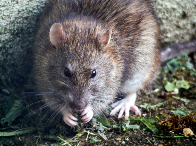 Preocupación entre los vecinos del Parque Rodó por invasión de ratas: IM asegura que está solucionado